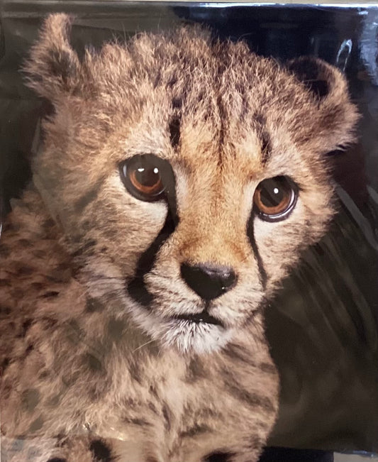 Cheetah Cub