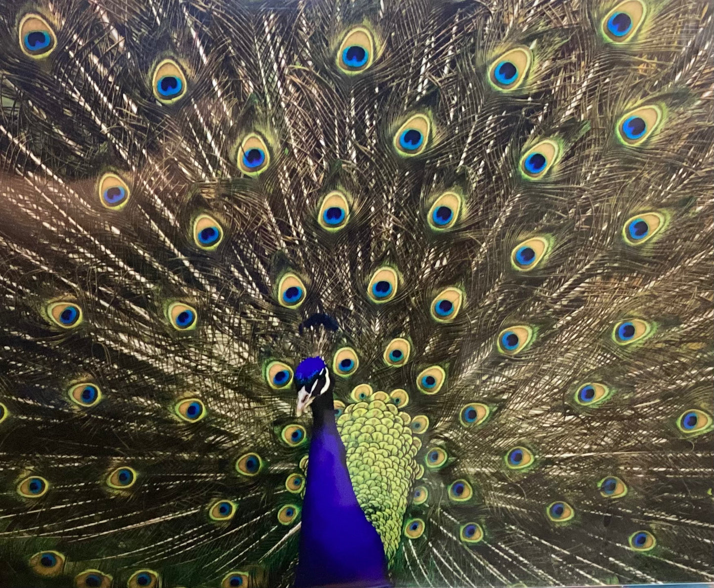 Peacock