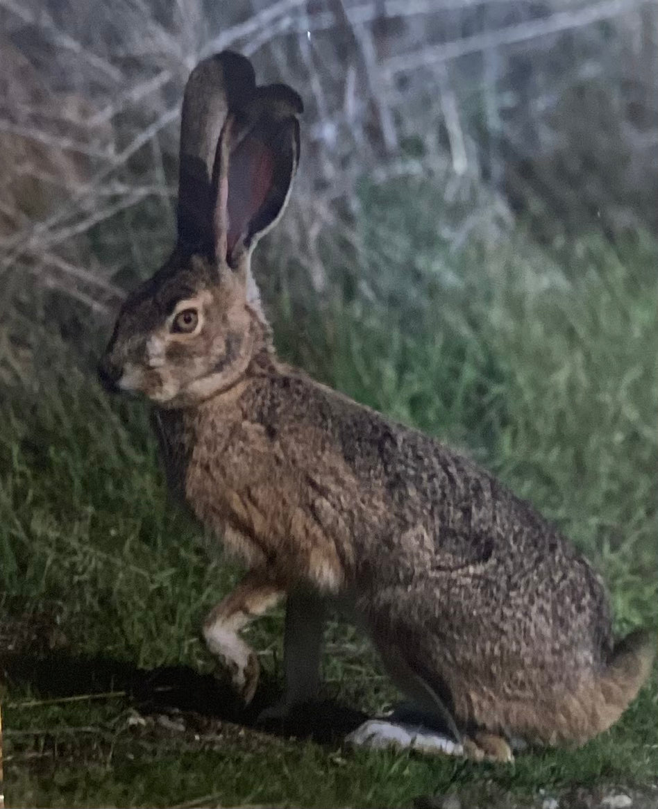 Jackrabbit