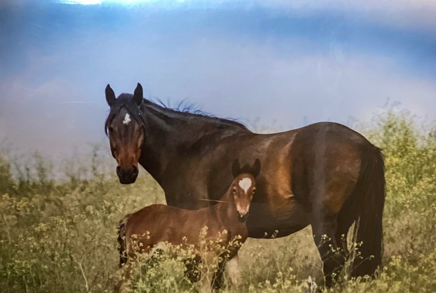 Born Free