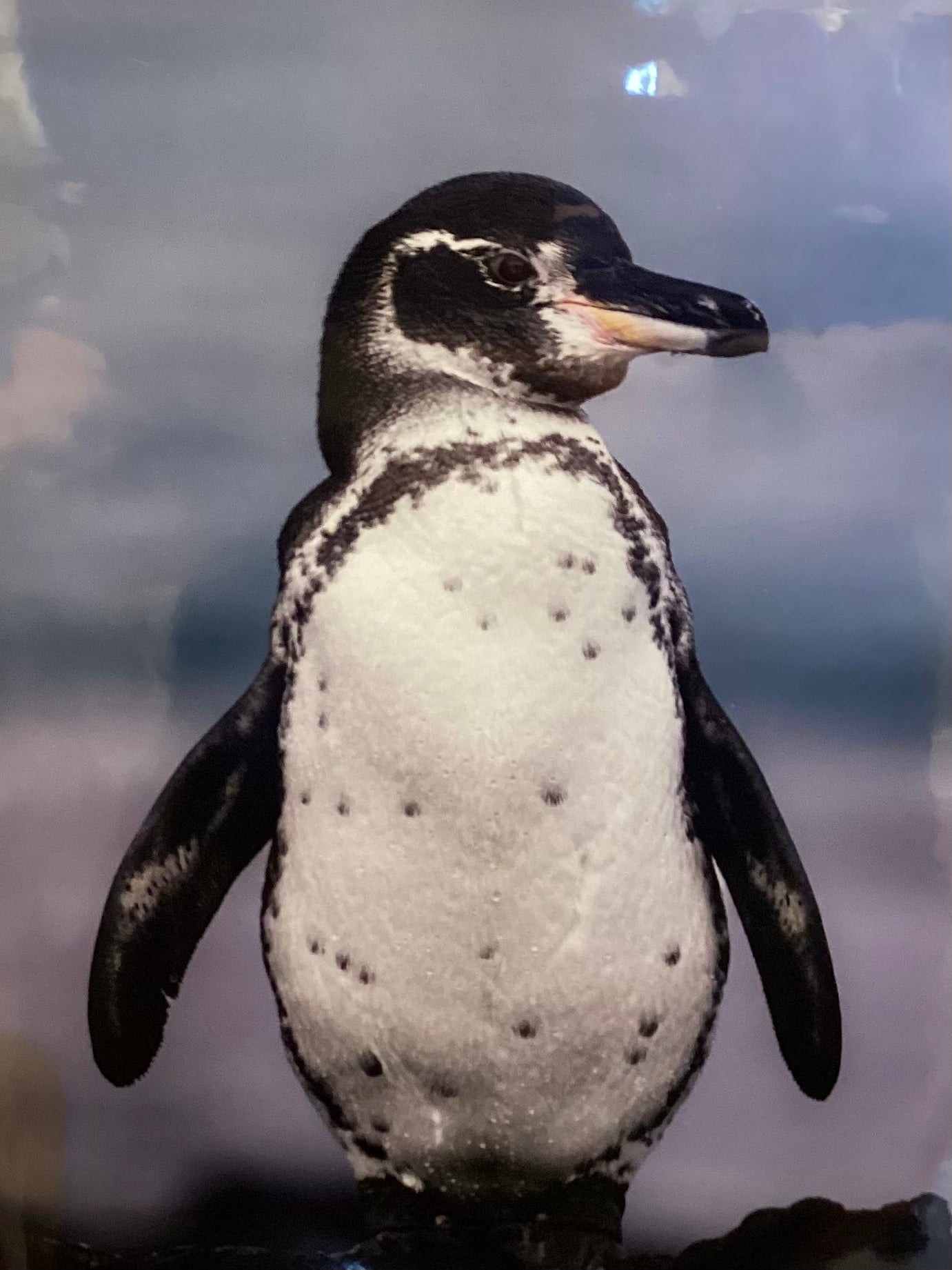 Galapagos Penguin