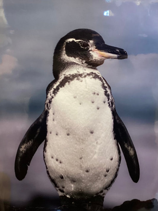 Galapagos Penguin