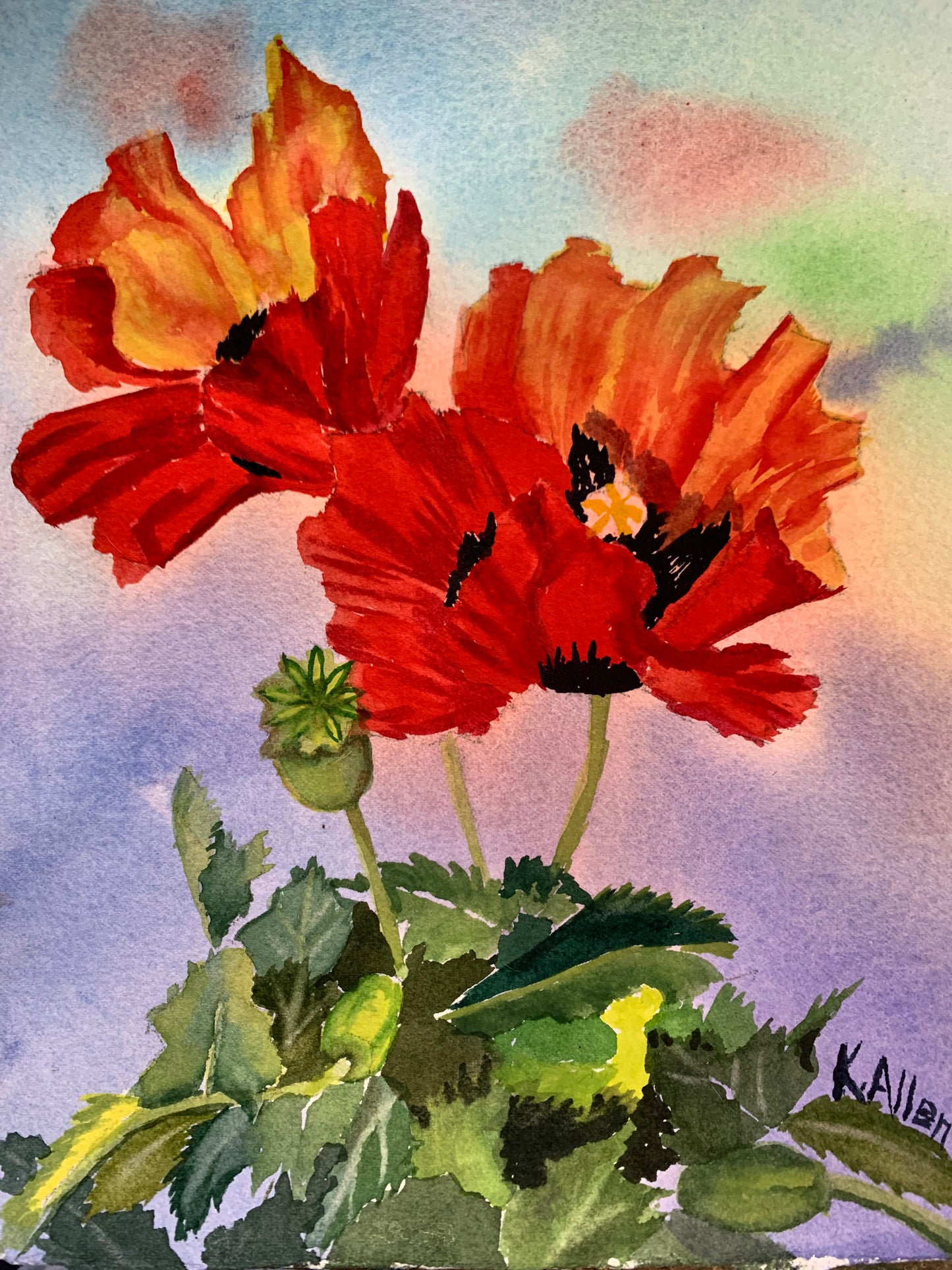 Poppies