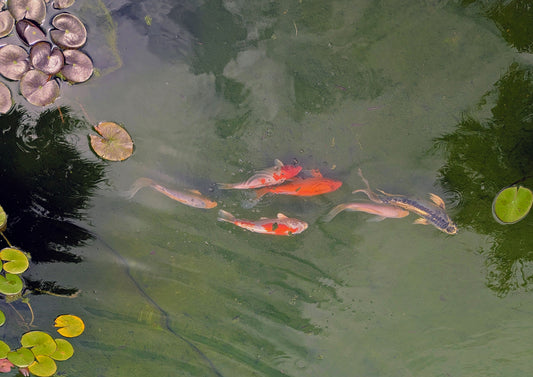 McNay Pond #2