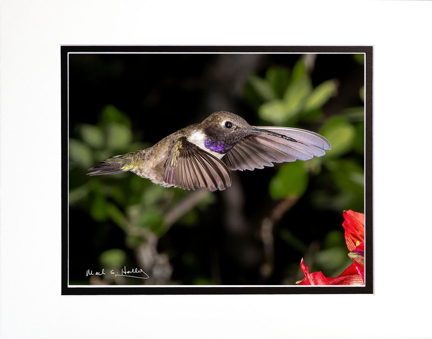 Purple Gusset Hummer 11x14