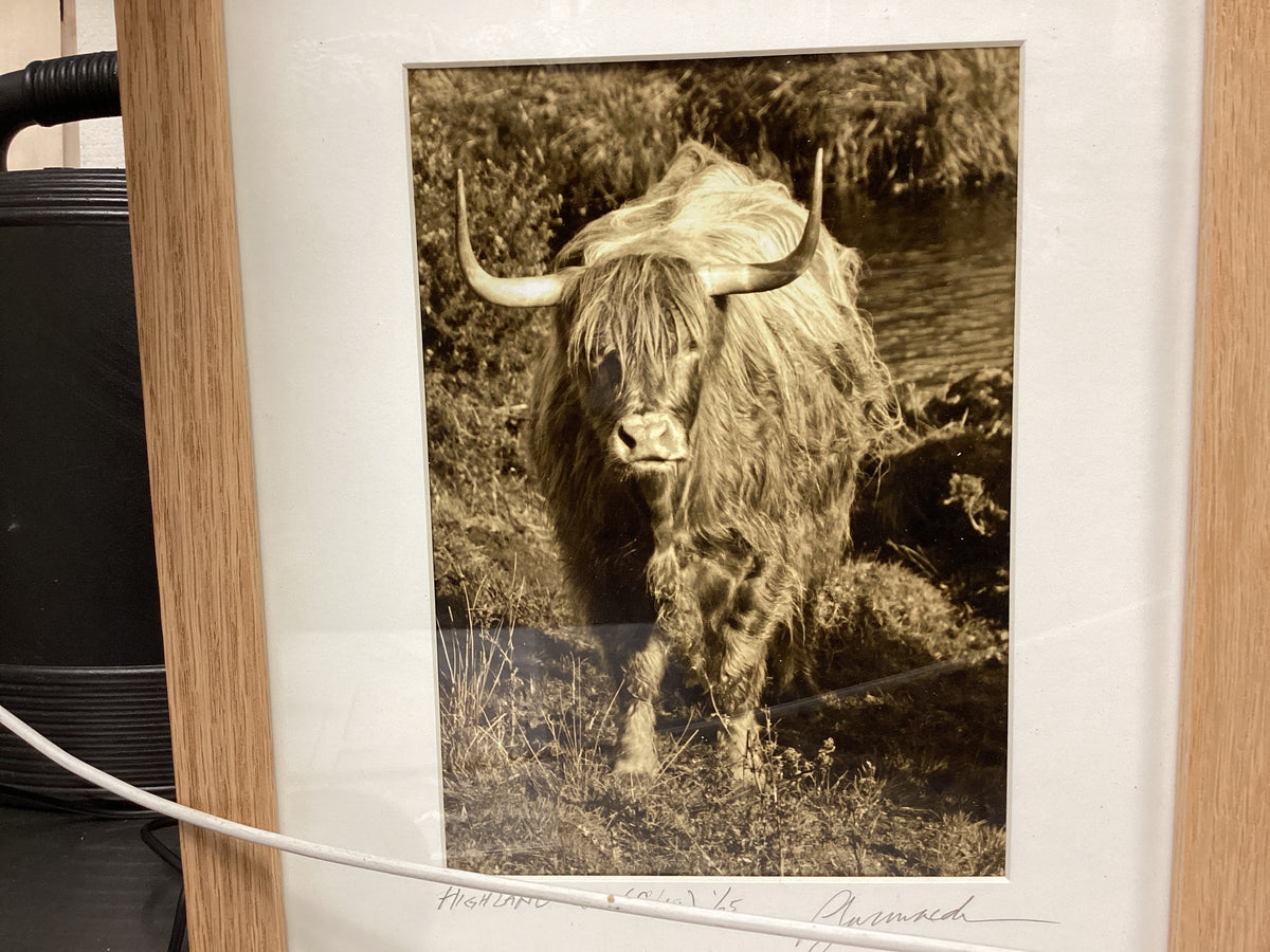 Highland Coo (Cow)