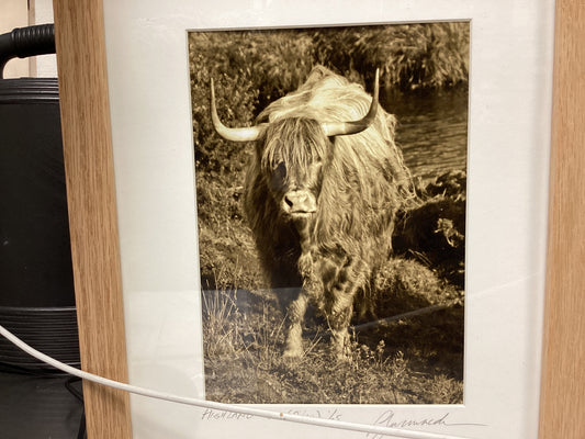 Highland Coo (Cow)
