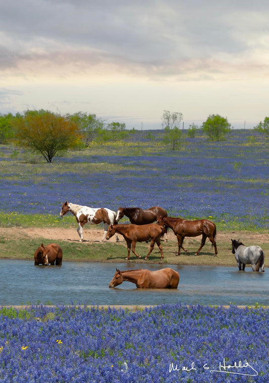 Horses in a Pond - 8x10
