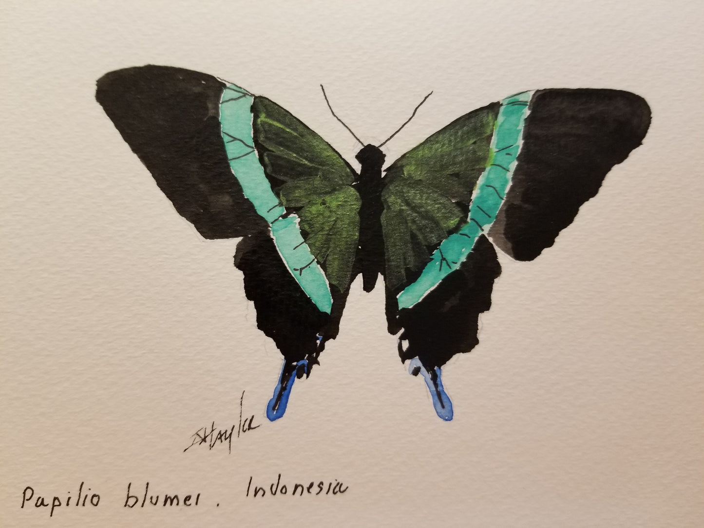 Papilio Blumei